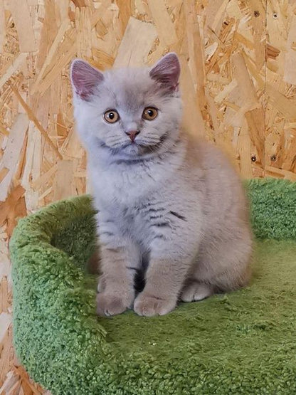 British Shorthair