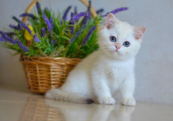 British Shorthair