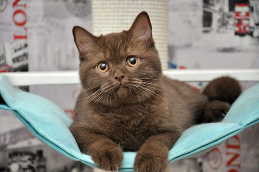 British Shorthair