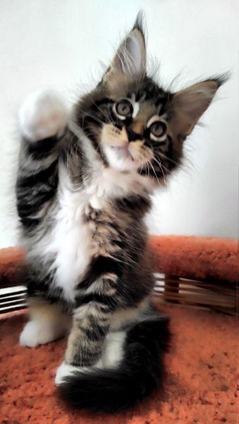 Maine Coon