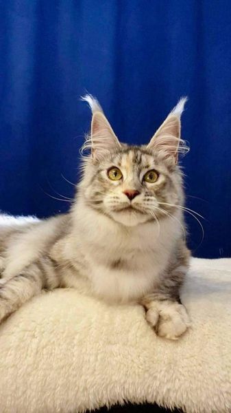 Maine Coon