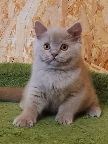 British Shorthair