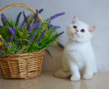 British Shorthair