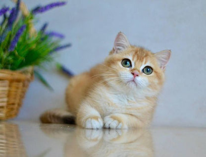 British Shorthair