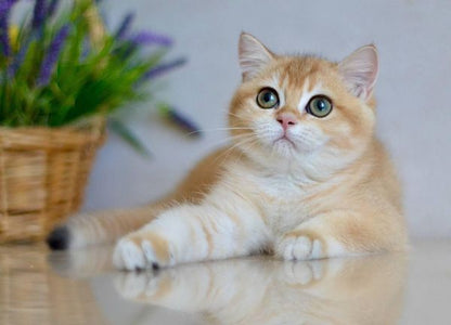 British Shorthair