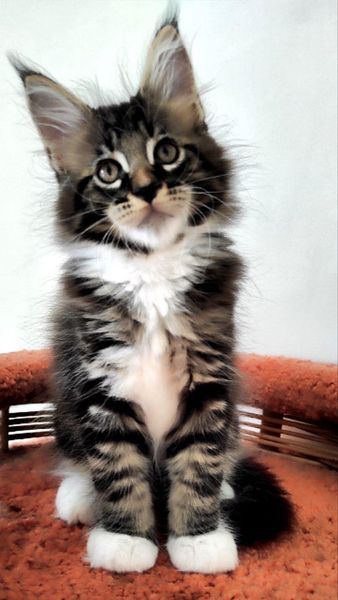 Maine Coon