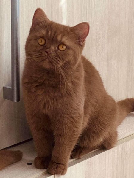 British Shorthair