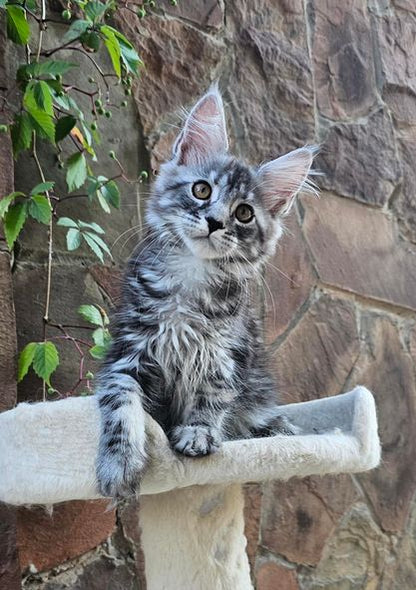 Maine Coon