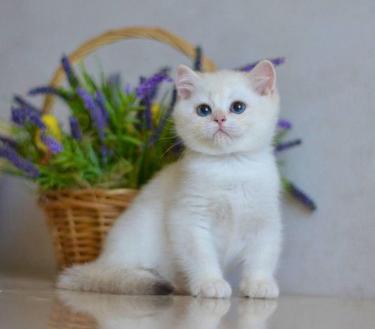 British Shorthair