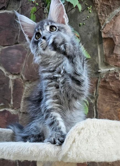 Maine Coon