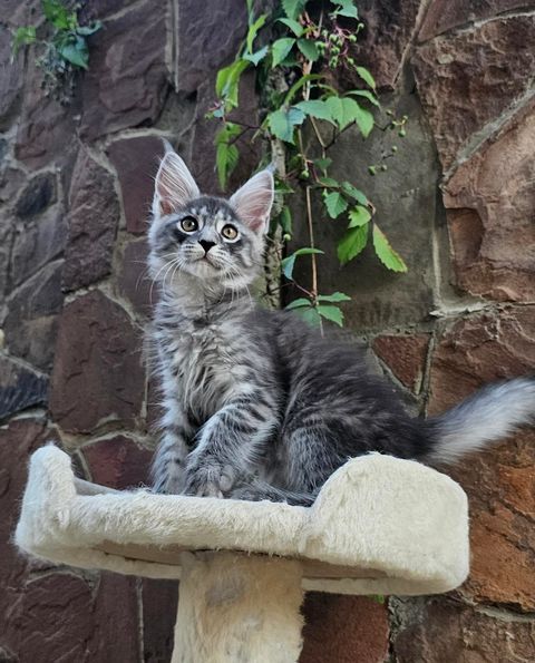 Maine Coon