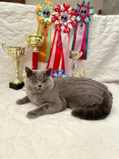 British Shorthair