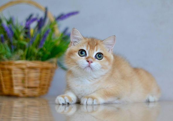 British Shorthair