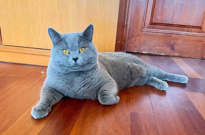 British Shorthair