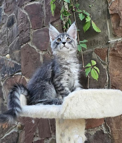 Maine Coon