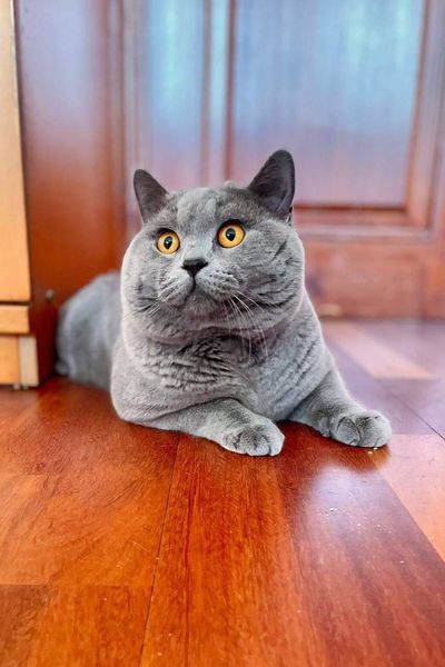 British Shorthair