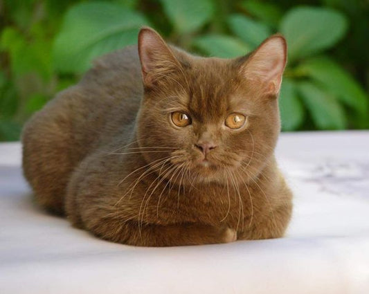 British Shorthair