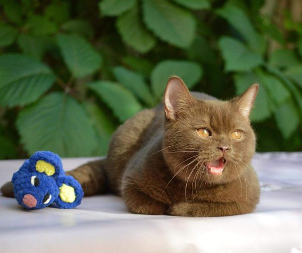 British Shorthair