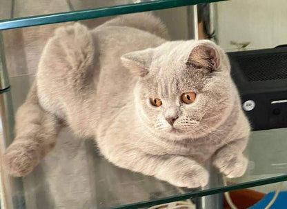 British Shorthair