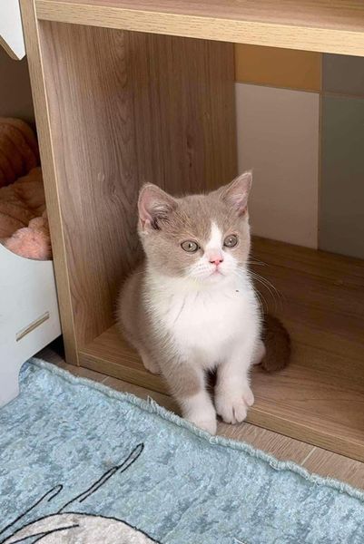 British Shorthair