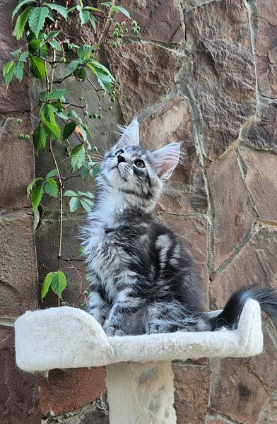 Maine Coon