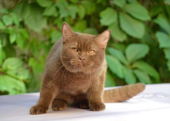 British Shorthair