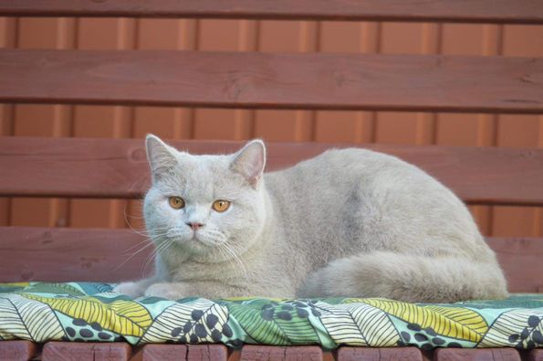 British Shorthair