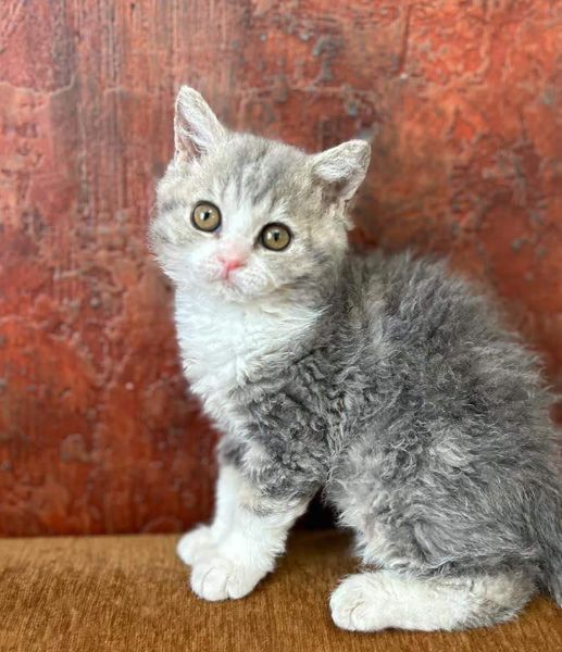 Selkirk Rex Shorthair