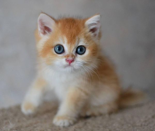 British Shorthair