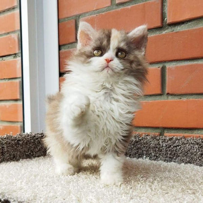 Selkirk Rex Longhair