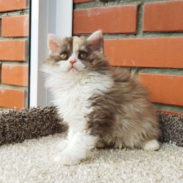 Selkirk Rex Longhair