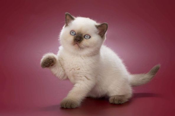 British Shorthair