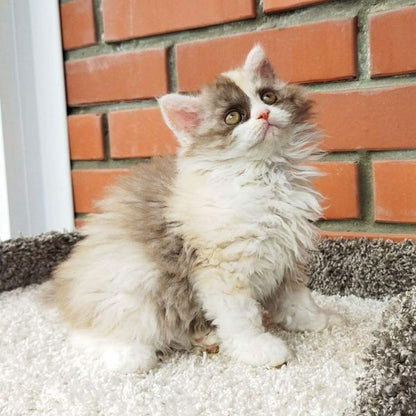 Selkirk Rex Longhair