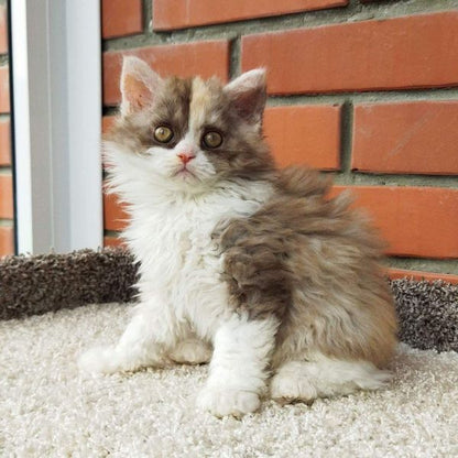 Selkirk Rex Longhair