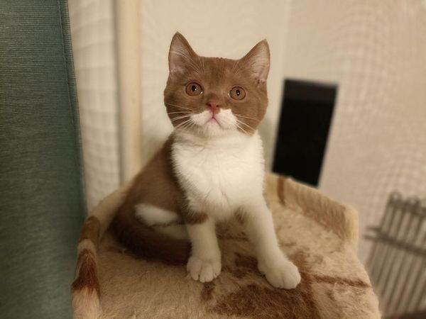 British Shorthair