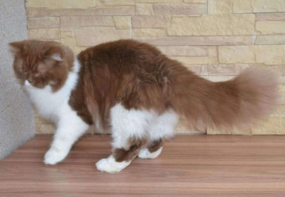 British Longhair