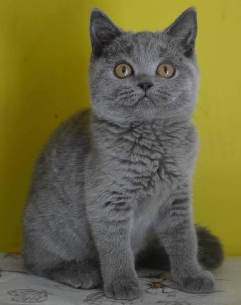 British Shorthair