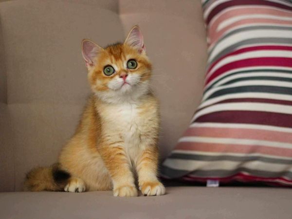 British Shorthair