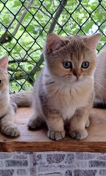 British Shorthair