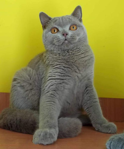 British Shorthair