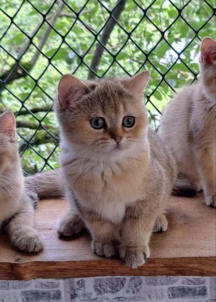 British Shorthair