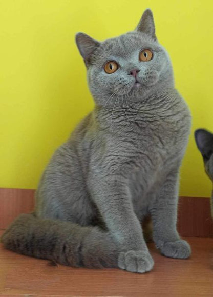 British Shorthair