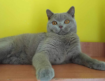 British Shorthair