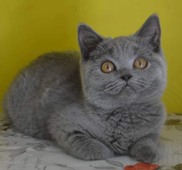 British Shorthair