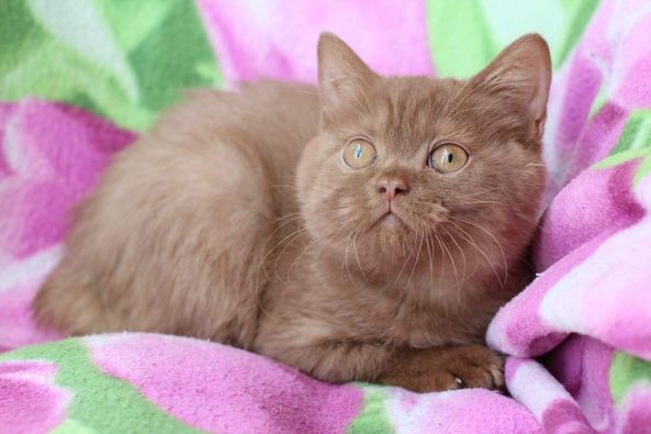 British Shorthair