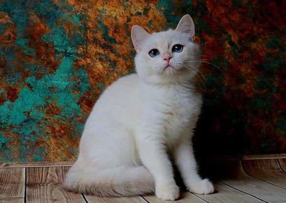 British Shorthair