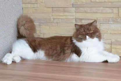 British Longhair