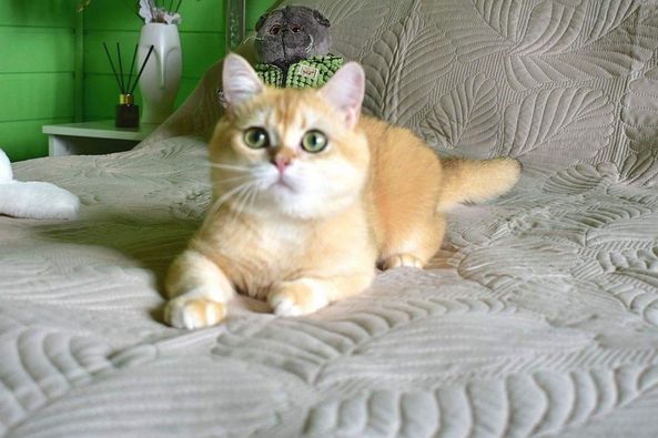 British Shorthair