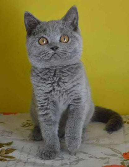 British Shorthair