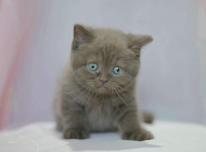 British Shorthair